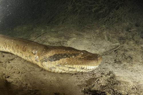 人类遇到亚马逊森蚺怎么自救,森蚺有可能被撑死吗