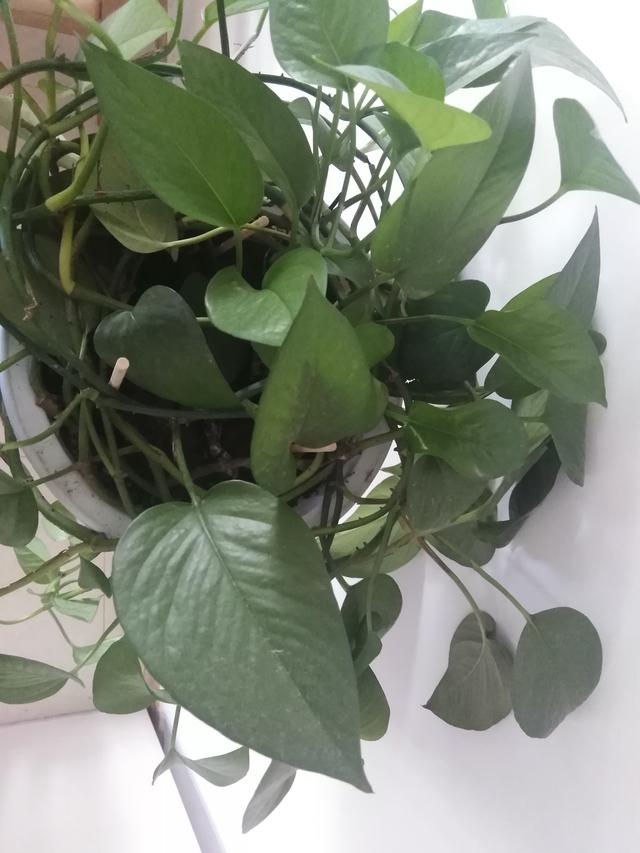 一盆绿萝每天能吸收多少二氧化碳,一盆绿萝一天能吸收多少二氧化碳