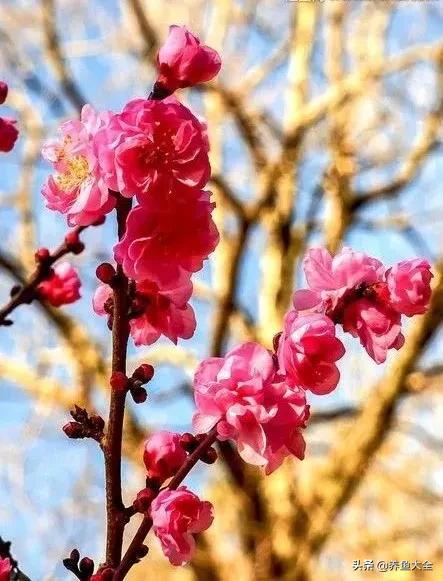 一至十二月的花期,12月到2月份的花期