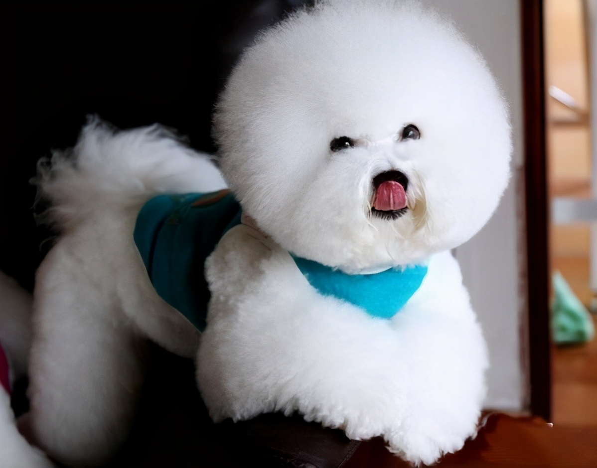 比熊犬进口专用狗粮推荐,比熊犬狗粮哪个牌子好用又便宜