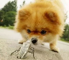 明知有毒还义无反顾,最严重的心灵毒药