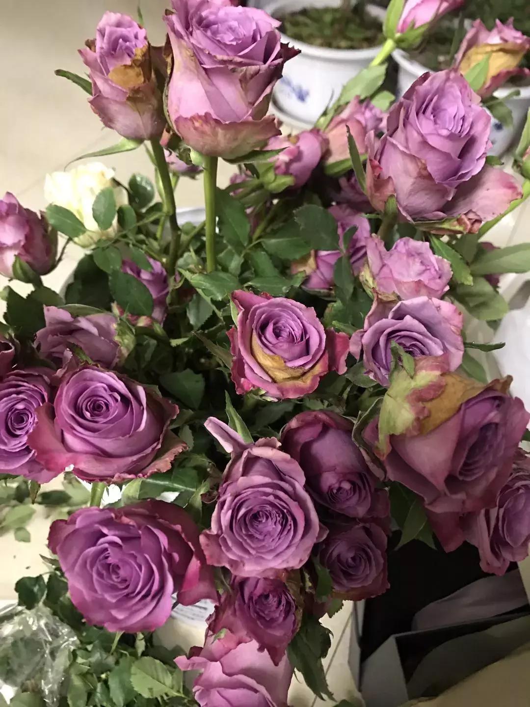 玫瑰鲜花养护方法和时间,玫瑰花束怎么养护延长花期呢