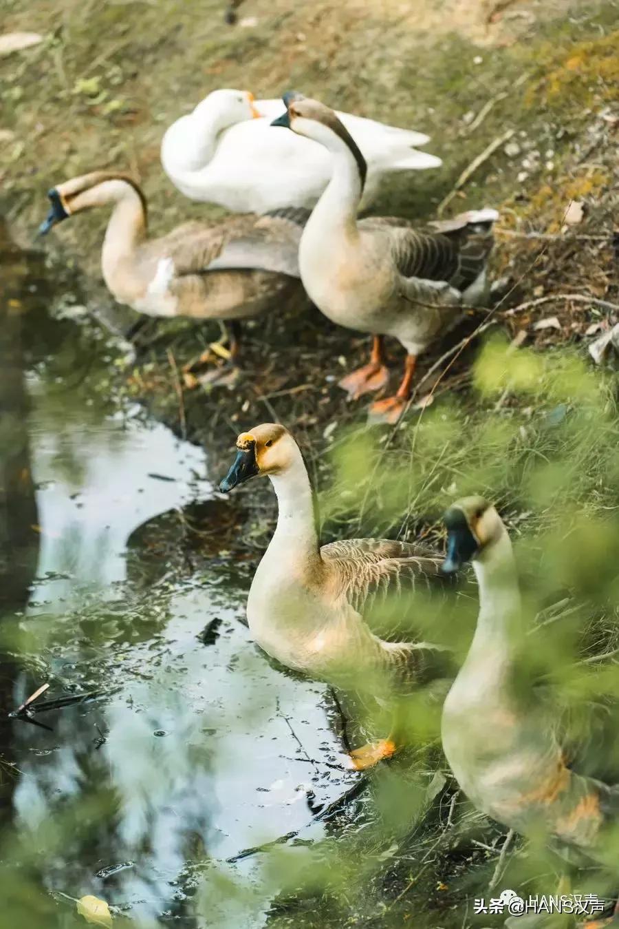 汉口夏天,汉口夏日