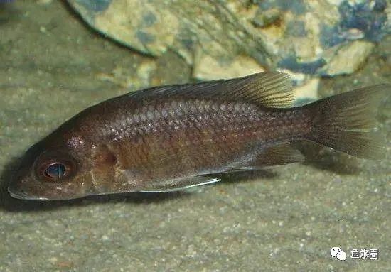 三湖慈鲷马鲷孔雀鱼多久发色,三湖慈鲷鱼之马鲷鱼