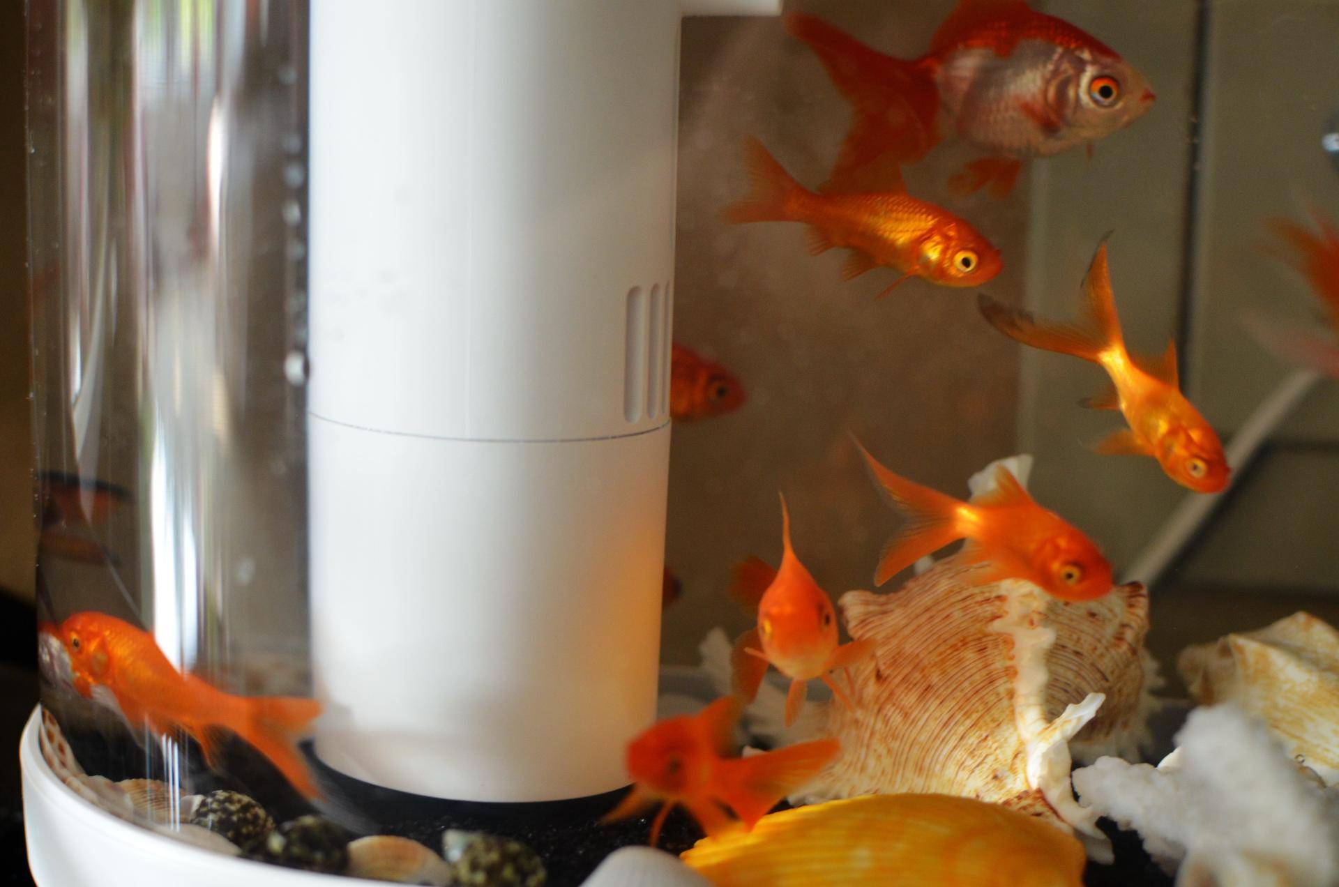 小米生态鱼缸养巴卡雷龙,小米生态缸养鱼入门基础教程