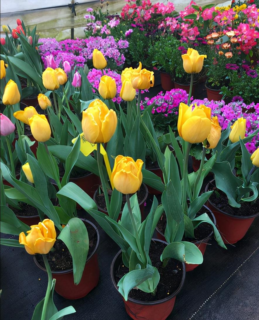 家里养花有句老话说花旺人不旺,在家养花对风水好的花