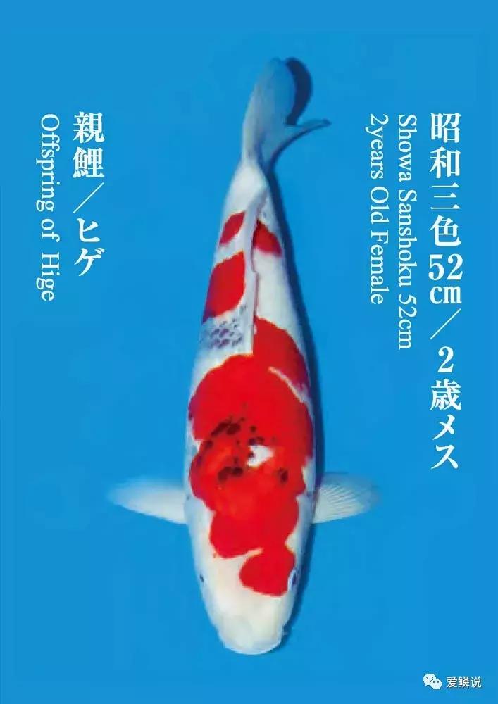 十几条回答每日优质问答,4个优质问答经验分享