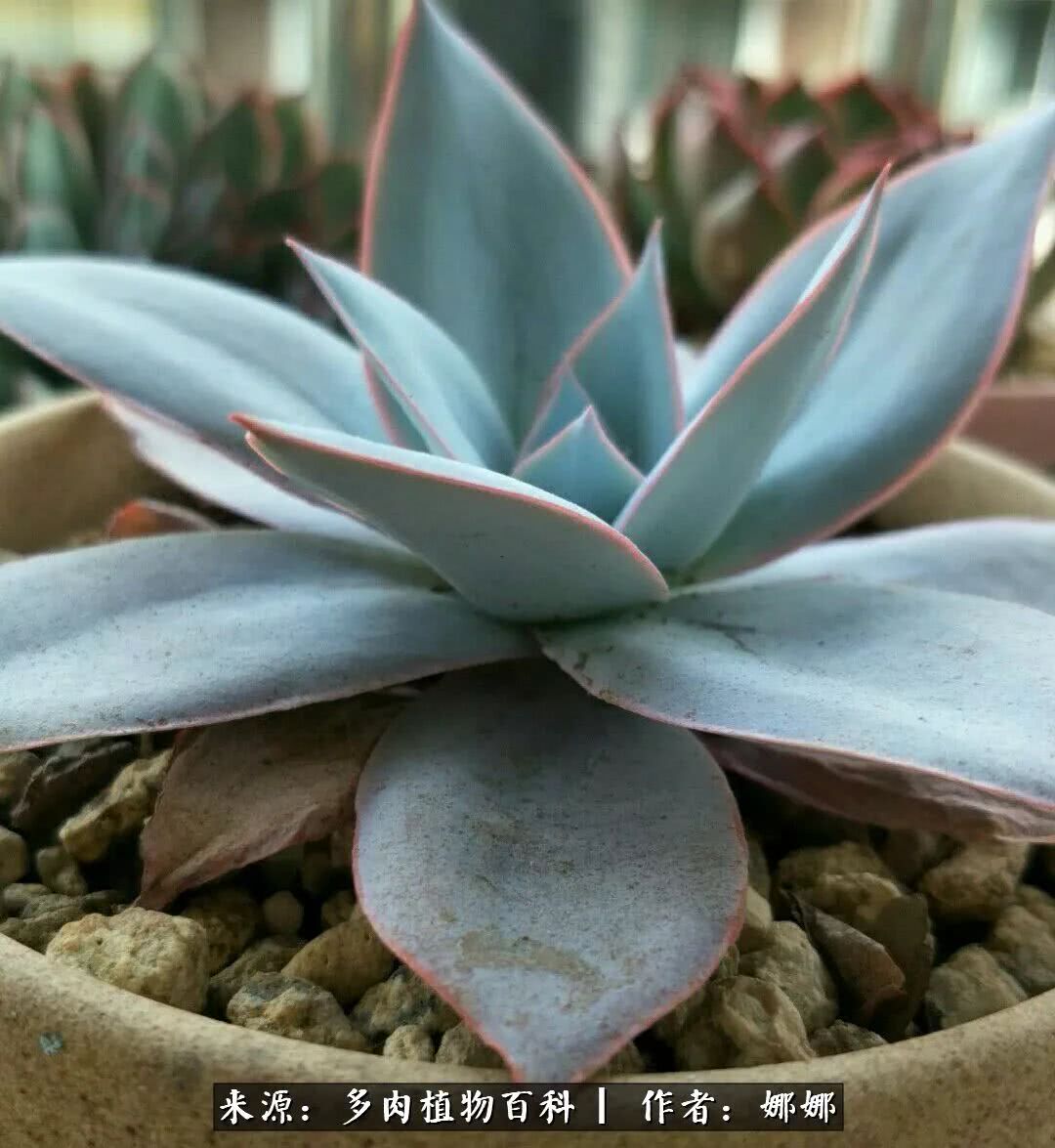 篱笆花开情常在，守你一生不变！