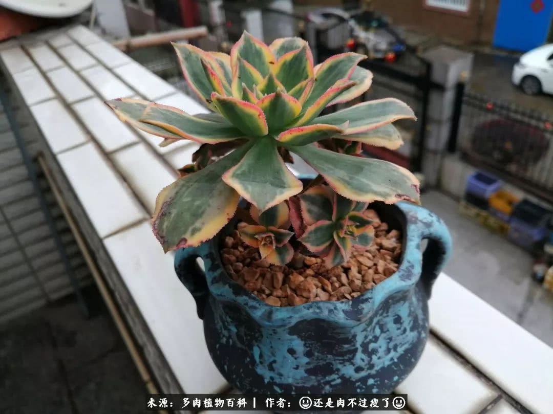 日照弘一法师,日照法师请师父