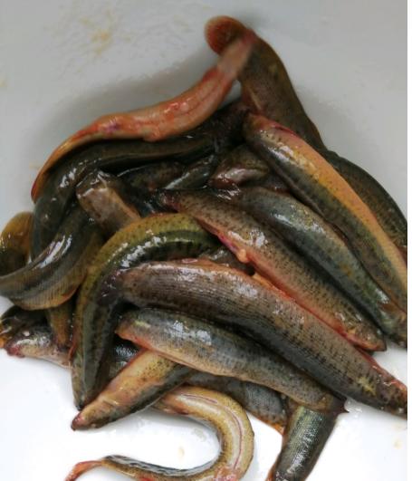 北方最好吃的鱼排行榜,经济实惠又好吃的鱼