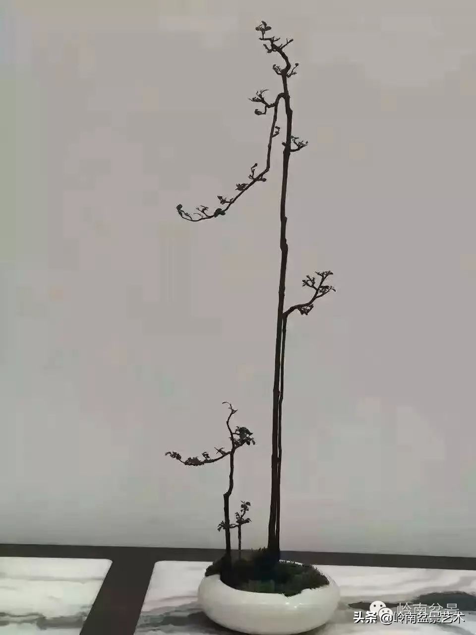 枫港柿和小叶紫檀哪个好,黑骨茶与枫港柿的区别