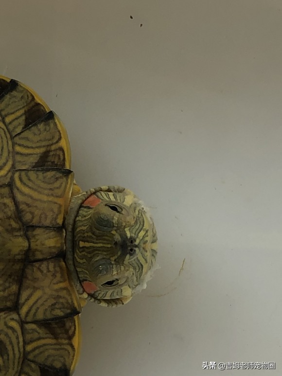 如何预防幼龟一般常见疾病,宠物龟常见疾病与治疗方法图片