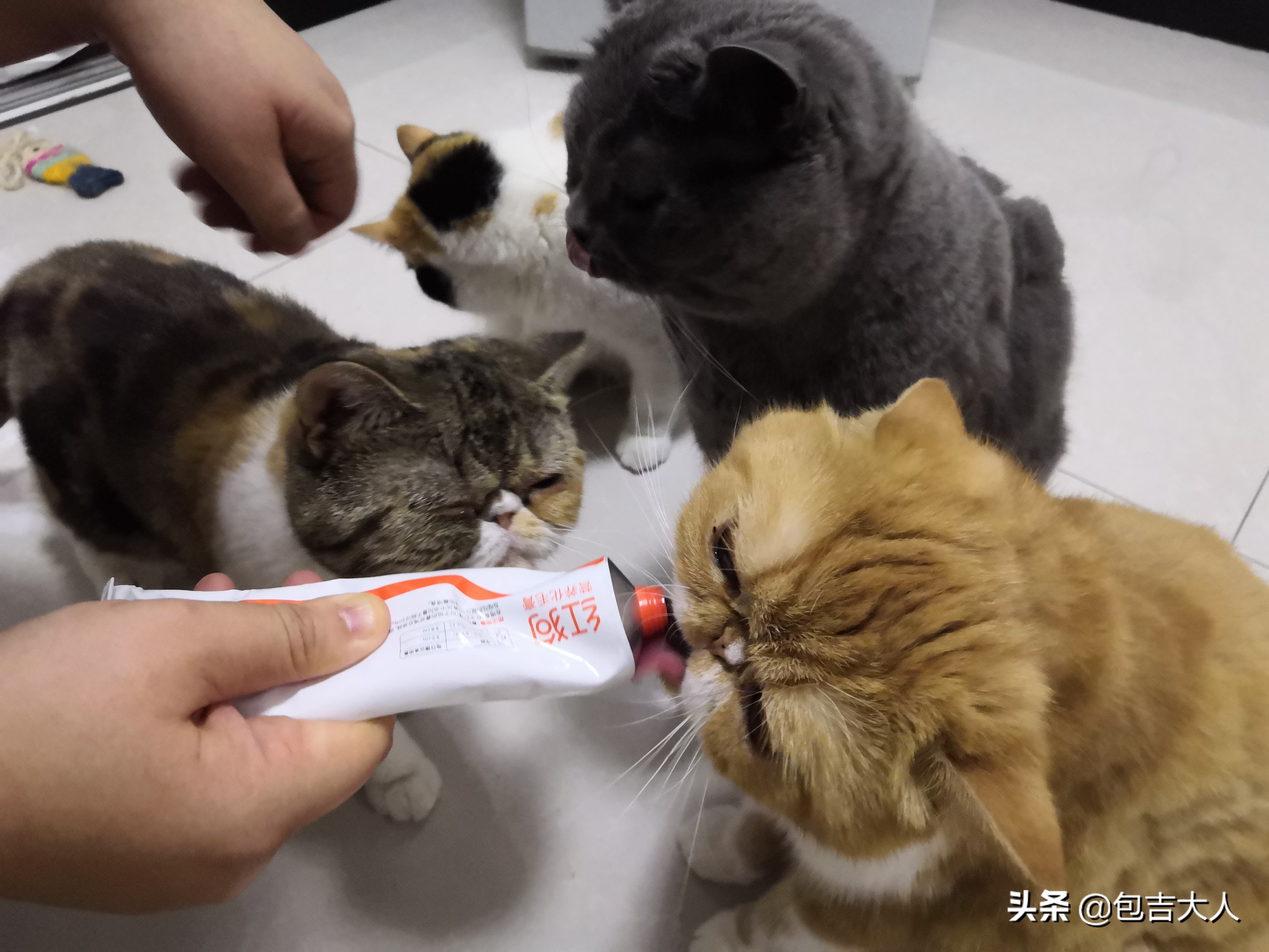 猫咪需要哪些营养品和生活必需品,猫咪必需品和智商税