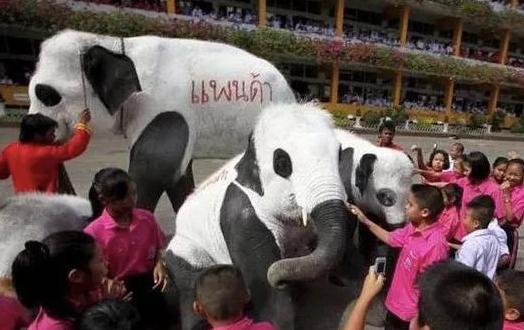 外国人为什么这么喜欢大熊猫呢,外国人究竟有多爱大熊猫