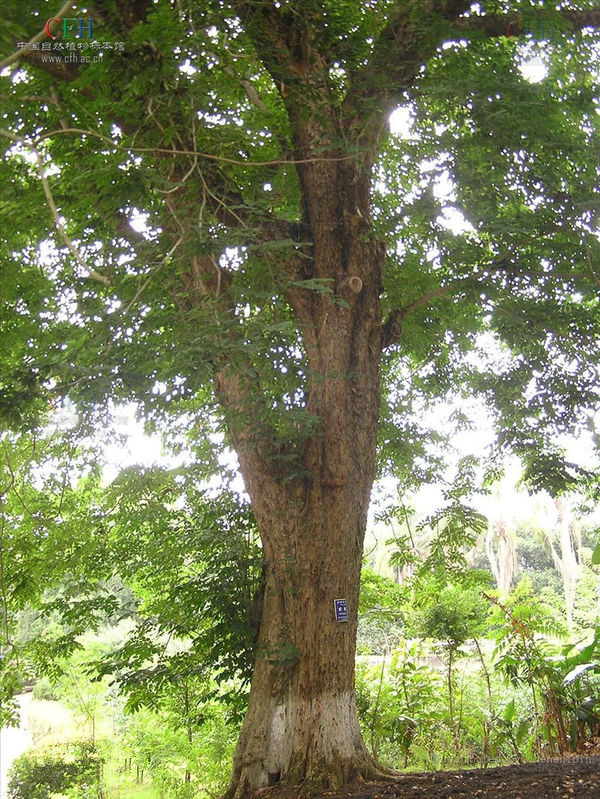 真假小叶紫檀盆景鉴别图,你的小叶紫檀还好吗