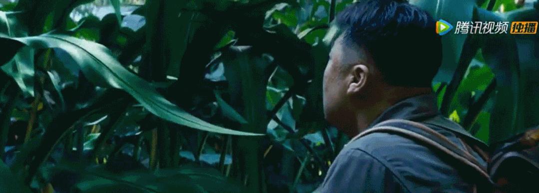 云南虫谷到底还播不播,云南虫谷今天能播么