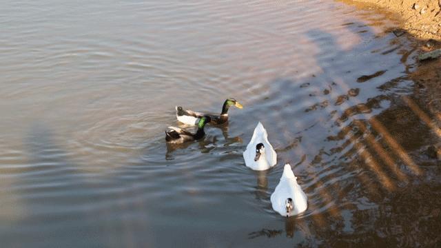 深圳周末浪漫好去处,深圳浪漫约会地点十个景点