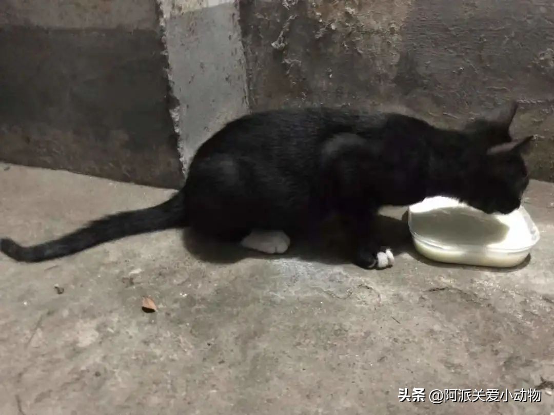 盖雪：信女愿一生荤素搭配，祈望这只拆家啊不，旺家猫找到新家