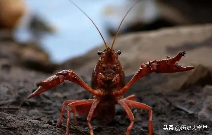 为什么小龙虾成为夜宵之王,小龙虾为什么能成为夜宵之王