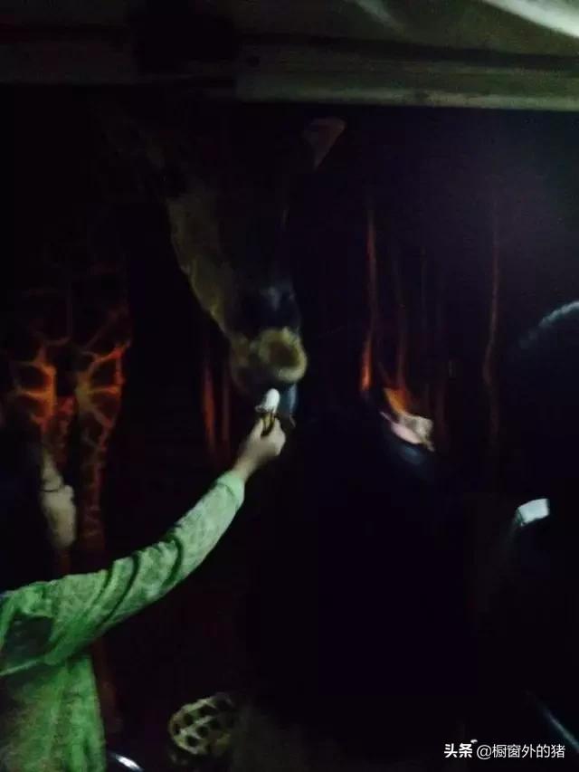 泰北玫瑰的英文,泰北玫瑰图片