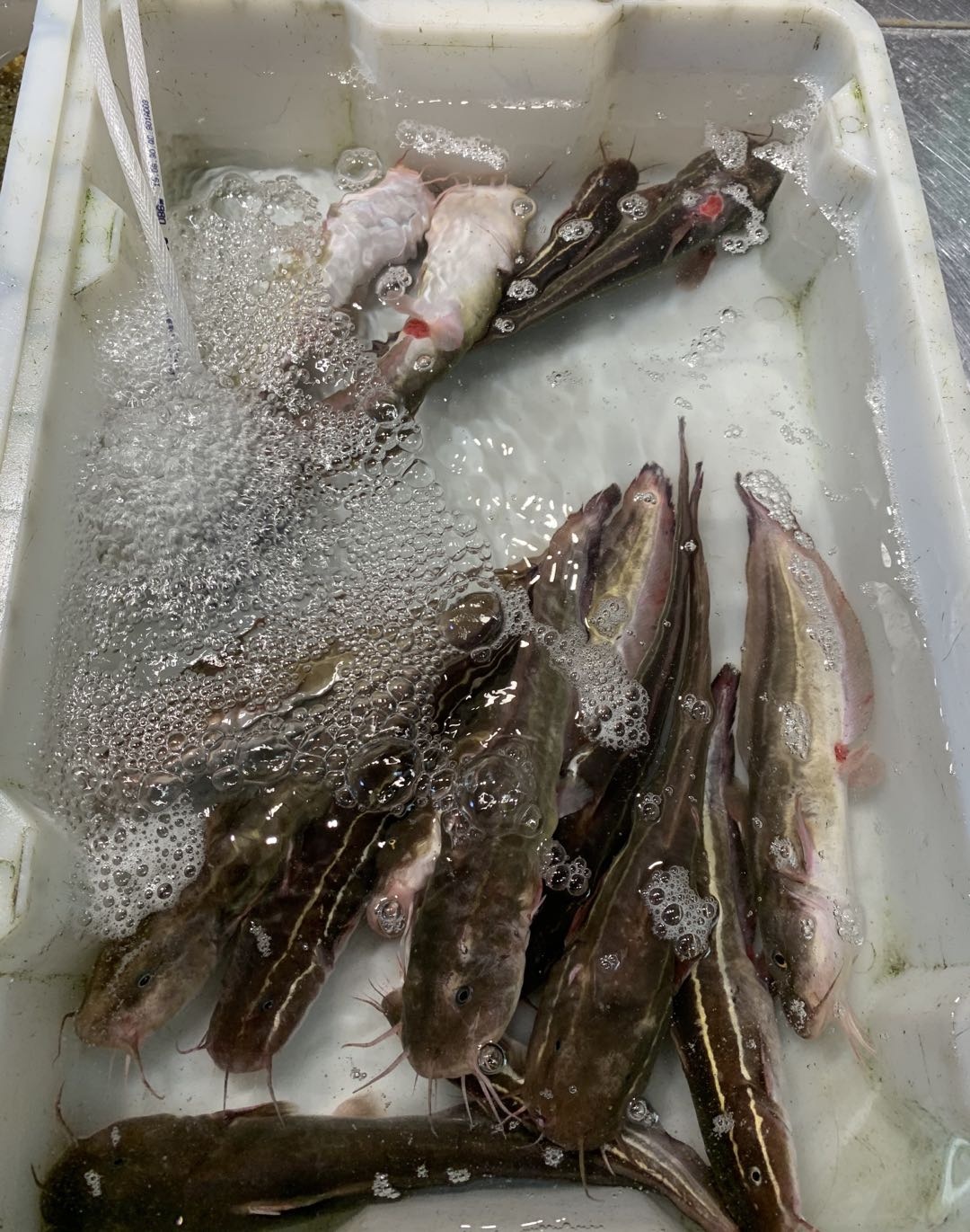 北海干货海鲜批发市场哪个便宜,北海菜市场买海鲜哪个最新鲜