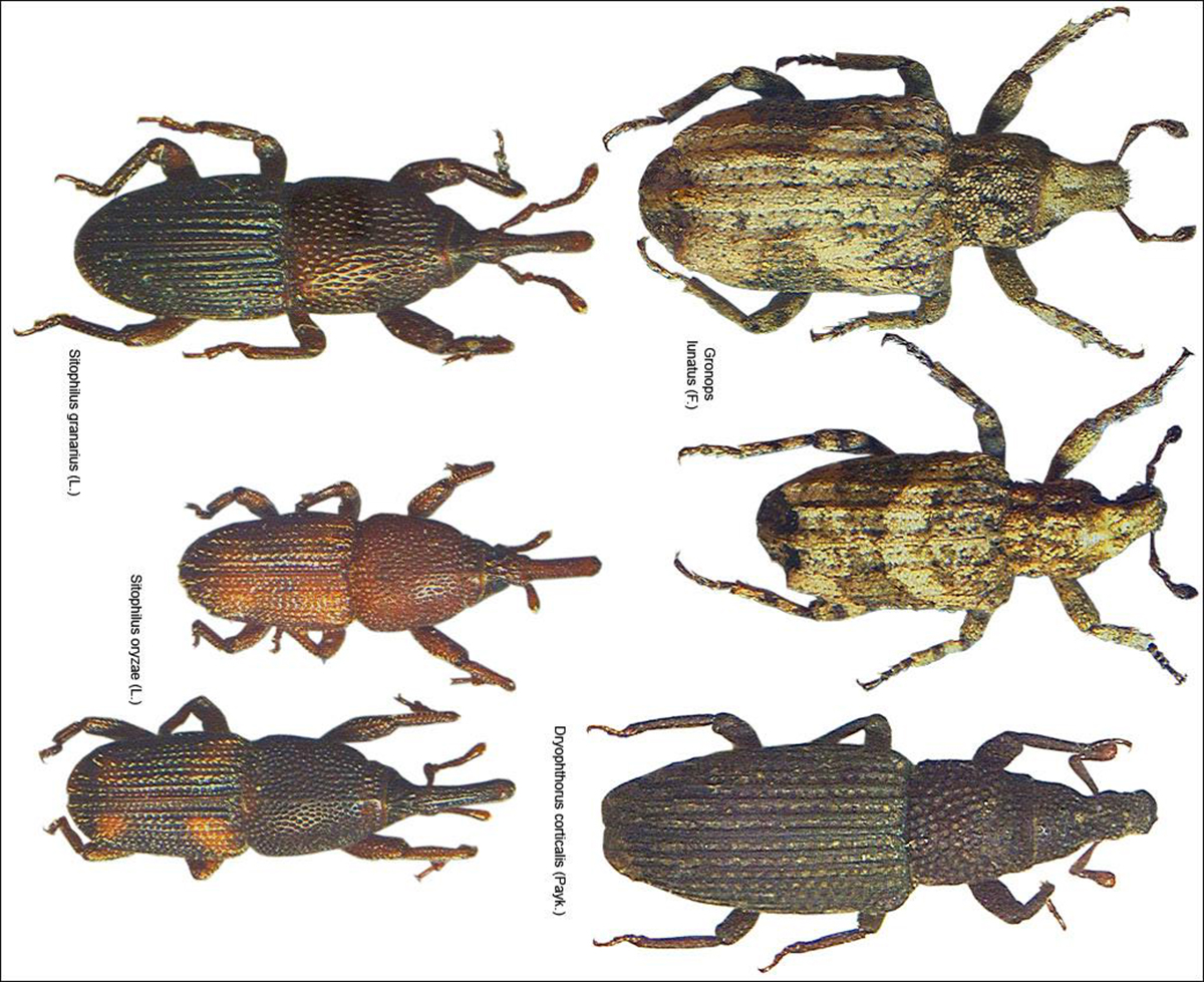 大米出现几个小幼虫怎么处理,大米里面的小黑虫幼虫是什么样的