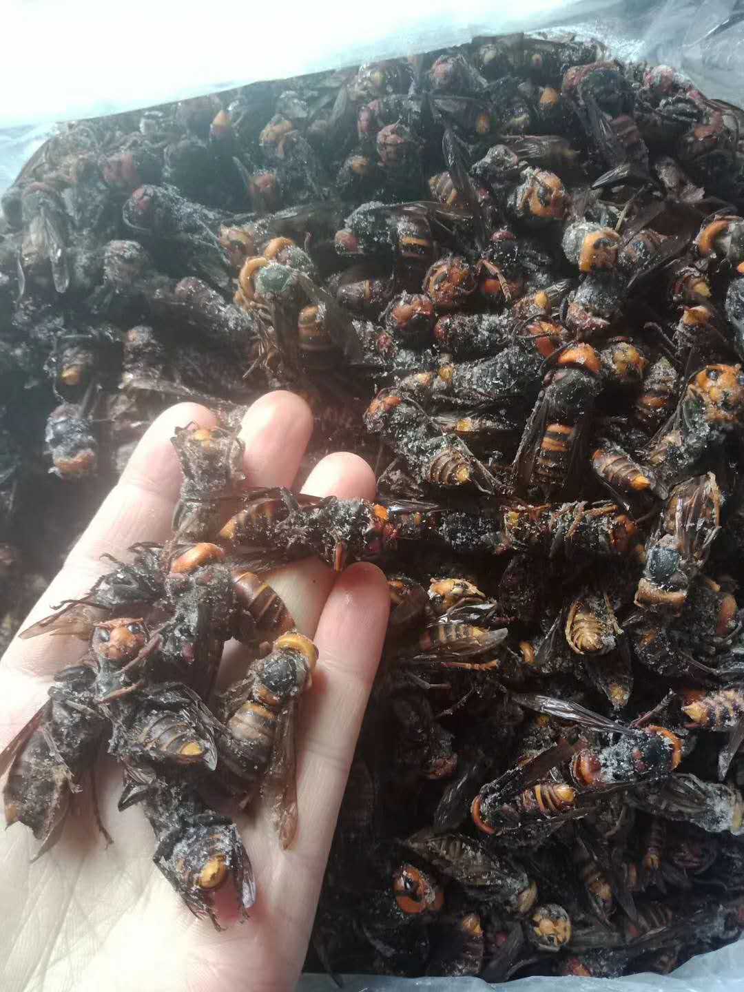 农场散养土鸡鹅鸭黑山羊,土鸡专业户灵芝谷生态放养土鸡