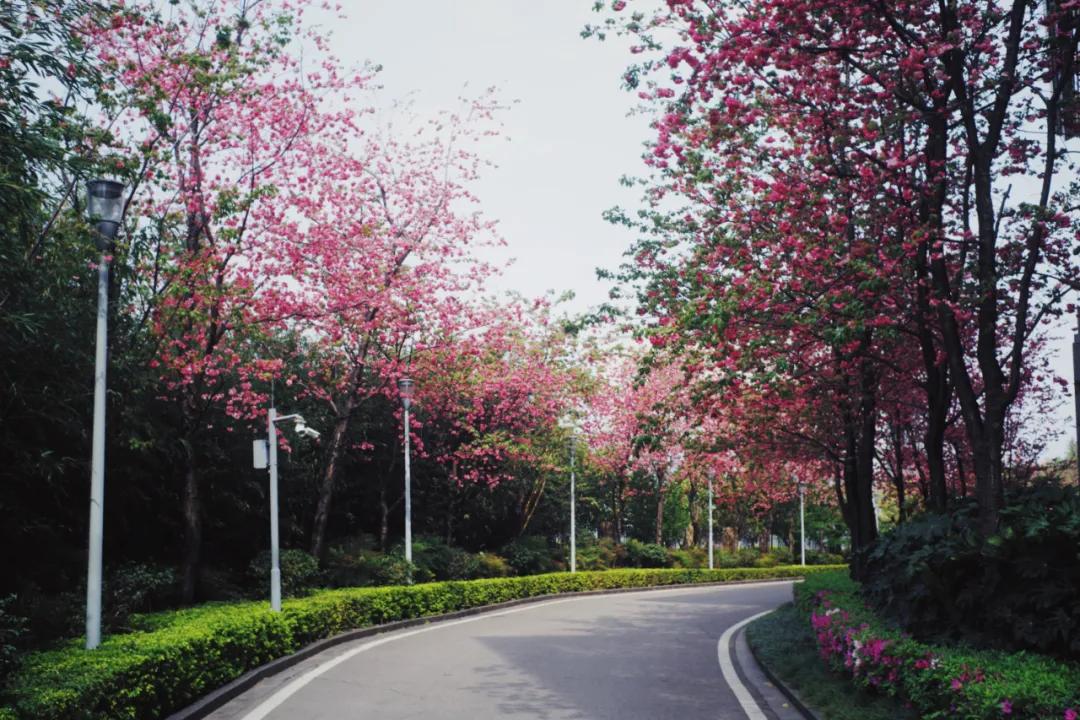 出发四季如春之地昆明,云南昆明攻略冬天