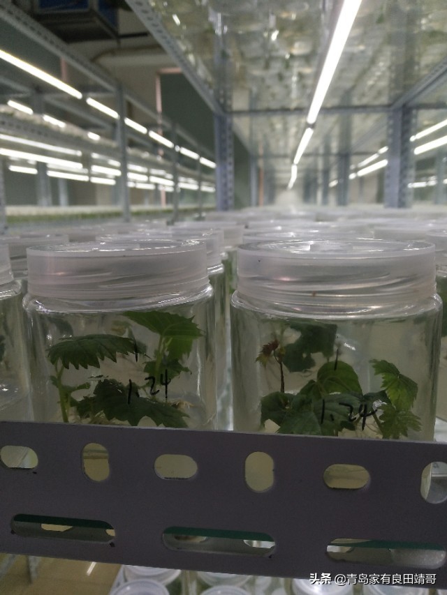 脱毒阳光玫瑰葡萄苗,阳光玫瑰特级苗