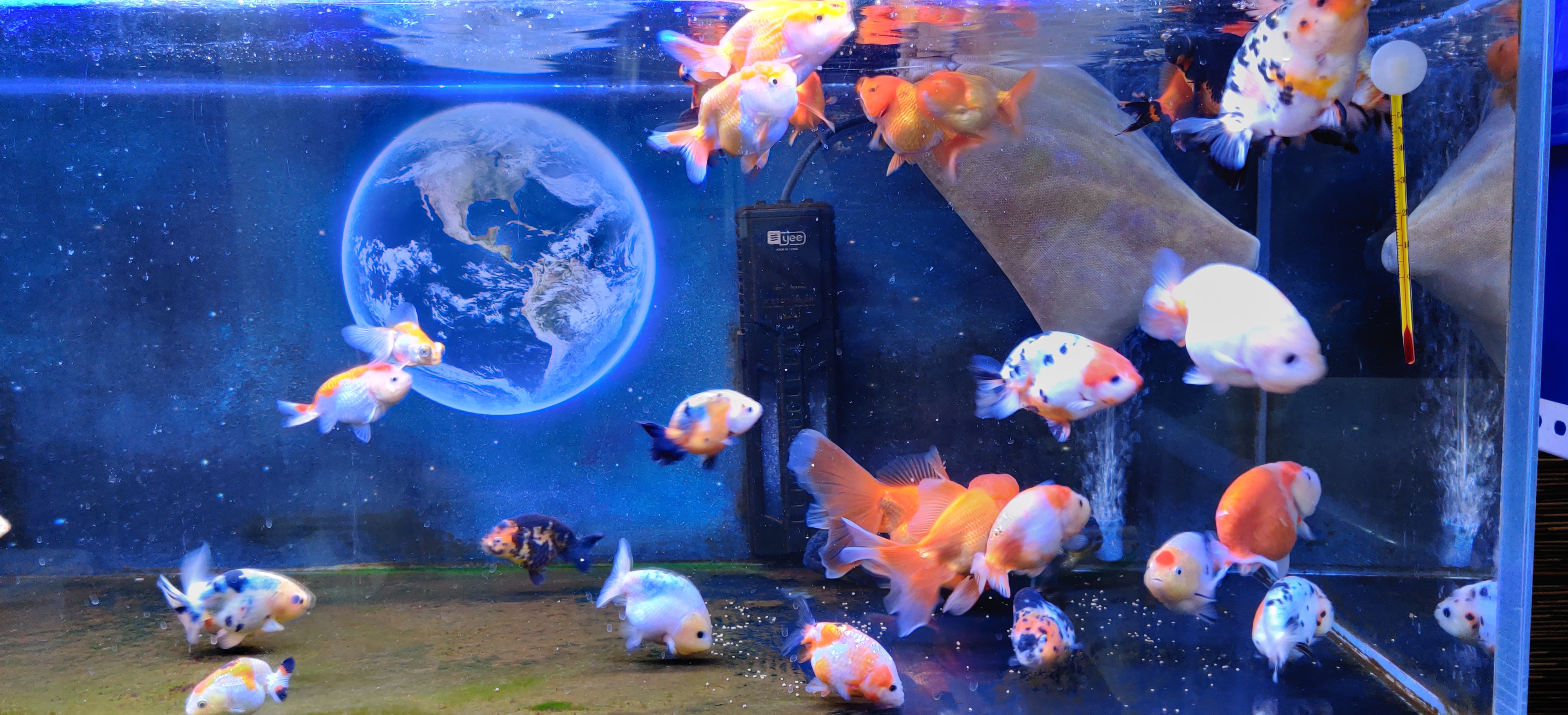 市场买的观赏鱼一星期不喂会死吗,买的观赏鱼怎么处理不会死