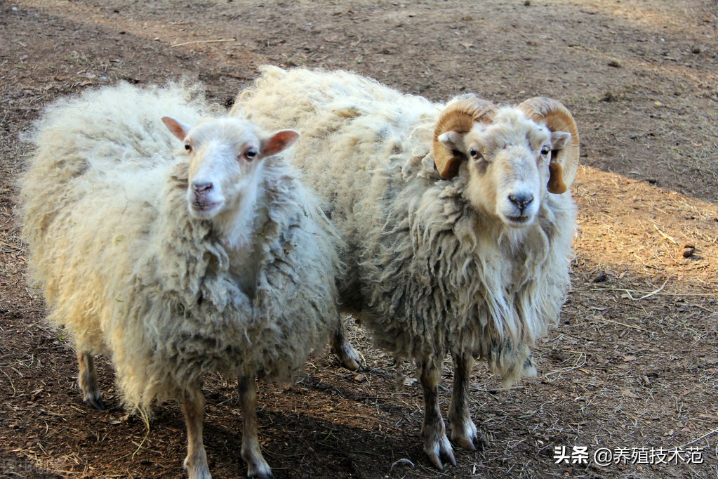 在广西农村养殖什么最赚钱,1万块钱在农村养殖什么赚钱