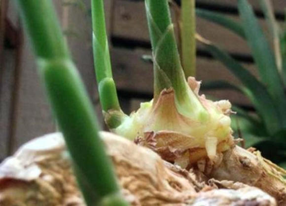 生姜养人的正确方法,生姜养人的方法