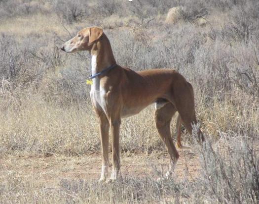 土狗不土田园犬,土狗真的不土吗