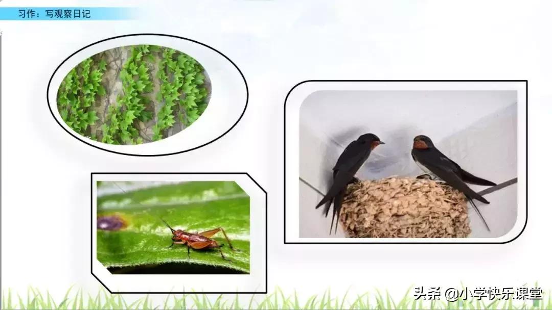 四年级语文第三单元观察日记作文,四年级观察日记400字优秀作文植物