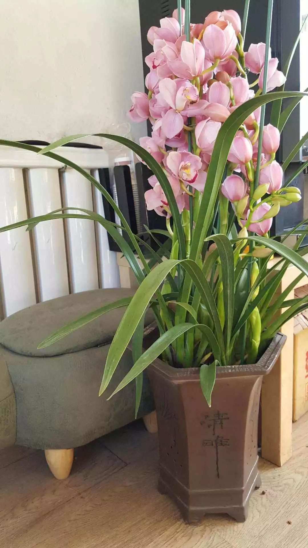 什么兰花春节前后开花又好养,春节期间开花的浓香型兰花