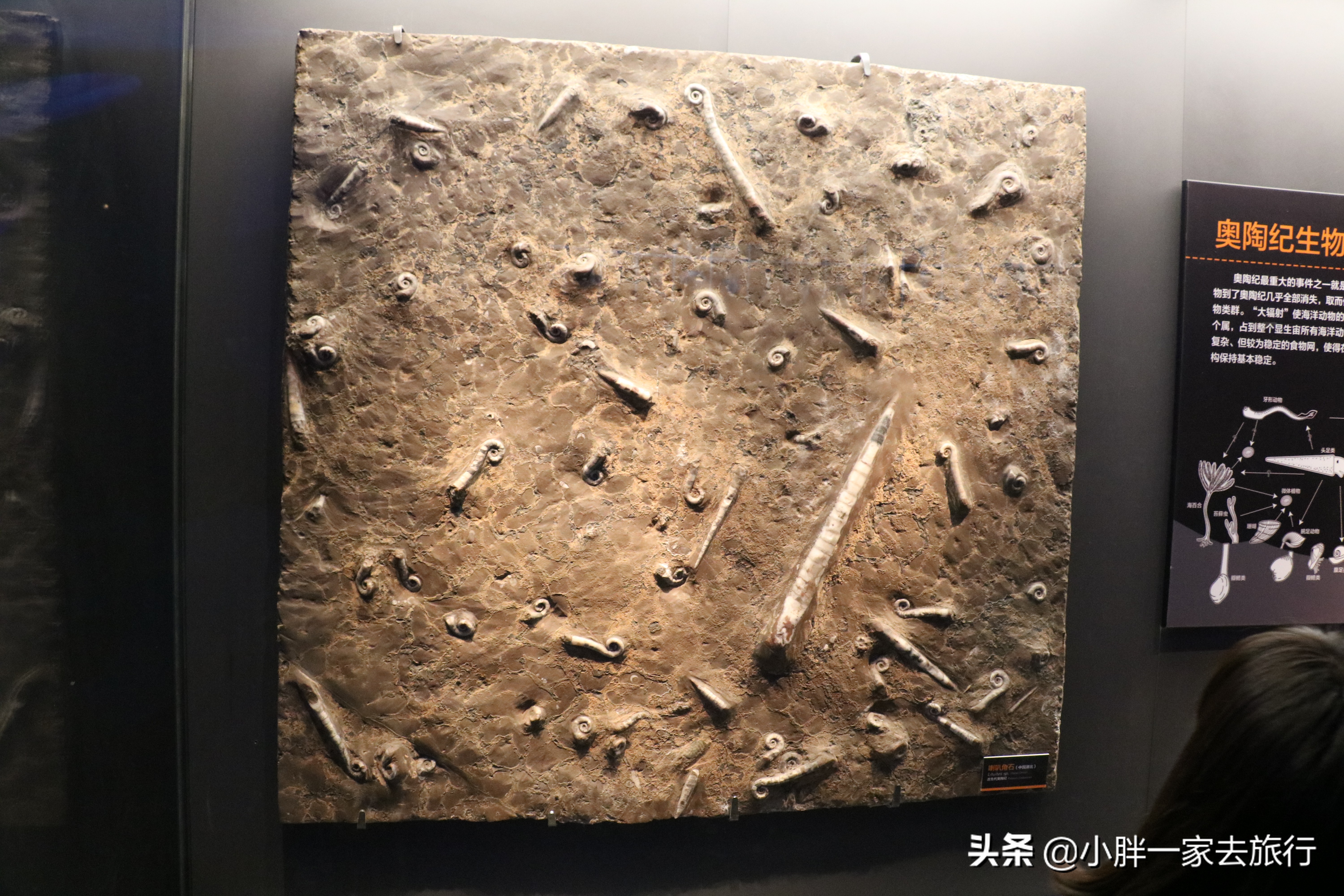 最大的北京海洋博物馆,海上故宫国家海洋博物馆