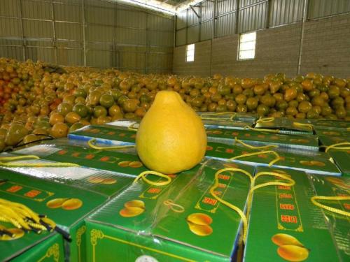 怀集文朗蜜柚由来已久居然有个清代故事，你知道吗，带好纸巾哦！