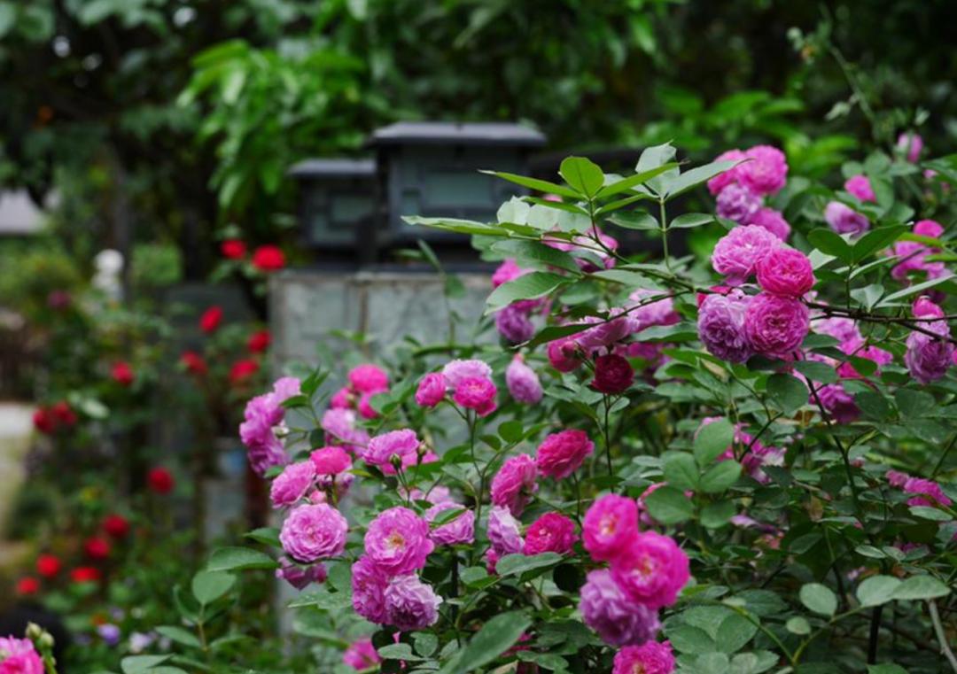 「原创诗词」三人行|出墙红杏无言桃李宜醉宜醒