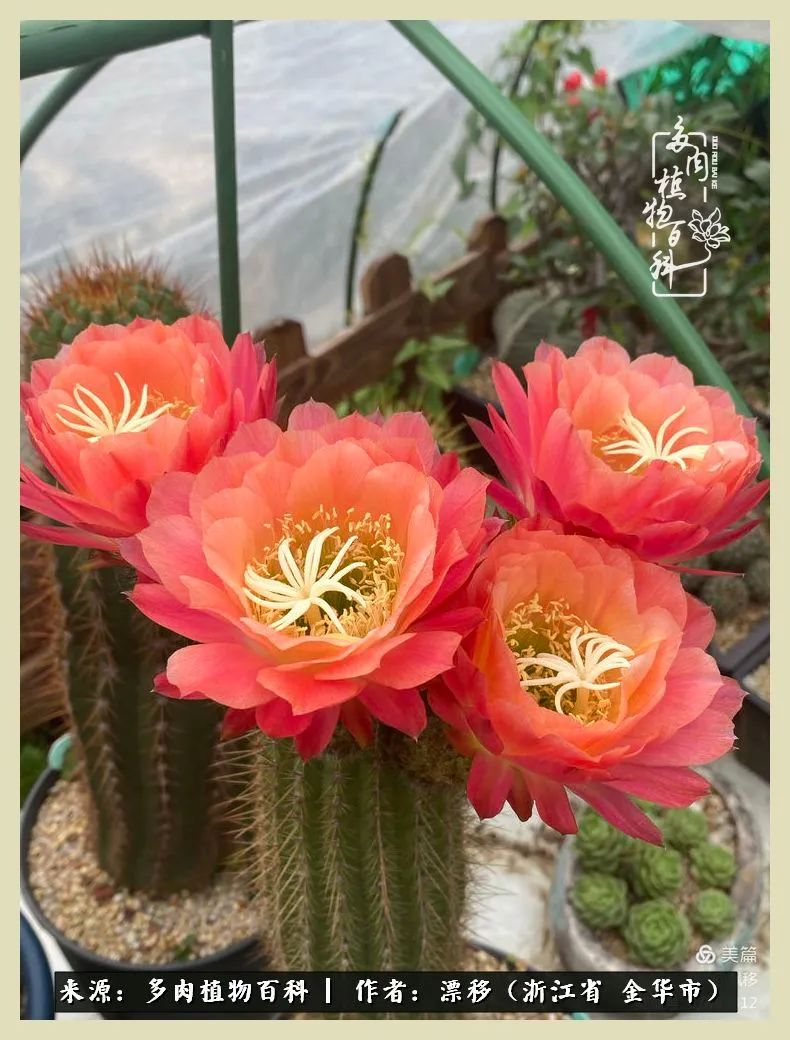 仙人球开花并散发着香味,仙人球花盛开吐露芬芳