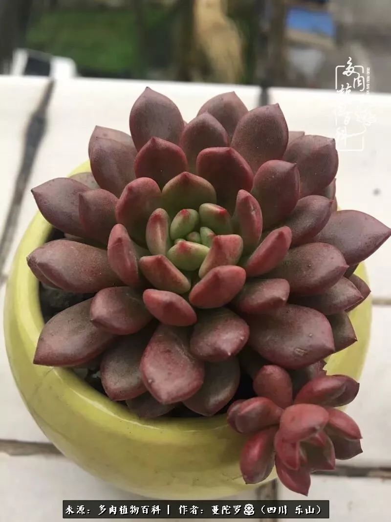 转角遇见多肉,遇见多肉治愈自己