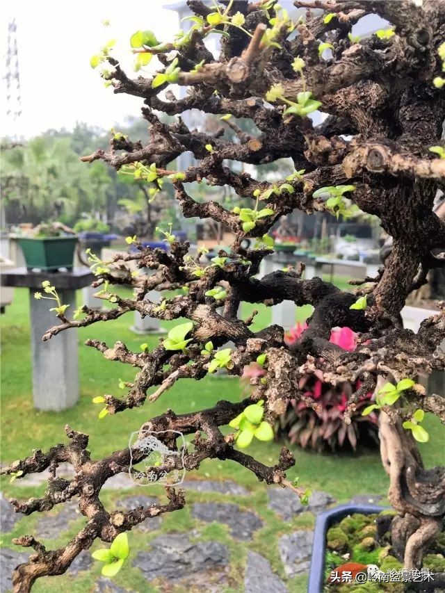 以根代杆下细上粗式盆景图片,十种适合吊着养的盆景