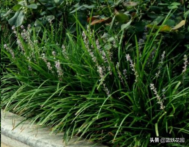 这4种花适合种在庭院中,庭院野草太多想种草皮