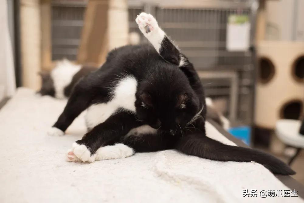 猫味道大是为什么,猫的味道和气味有什么区别