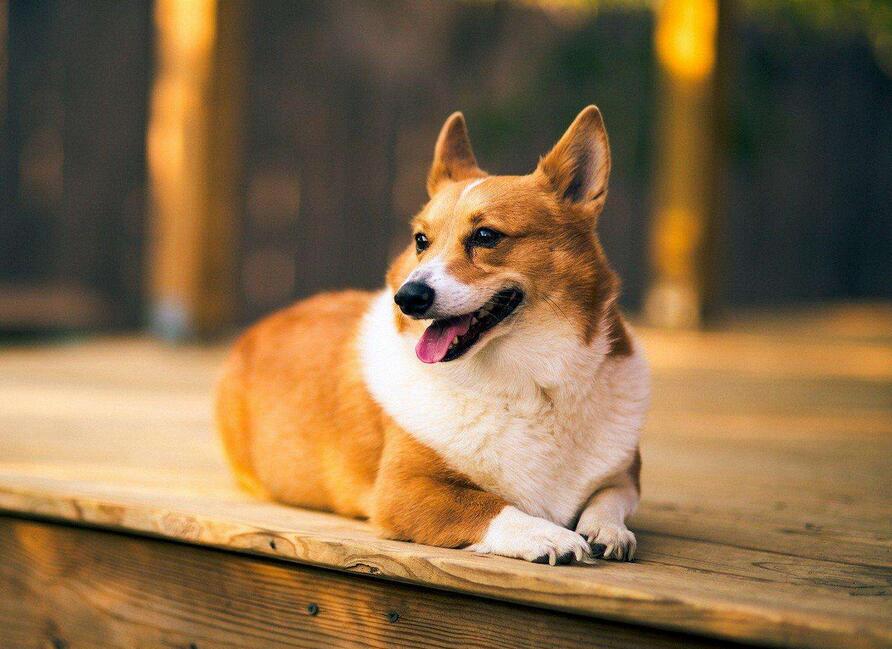 饲养柯基犬有哪些需要注意的地方,饲养柯基犬需要注意的五件小事