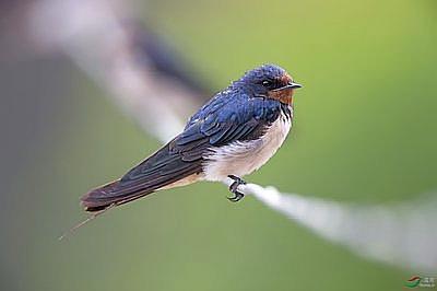 红楼梦葬花吟花谢花飞花满天,葬花吟黛玉葬花红楼梦