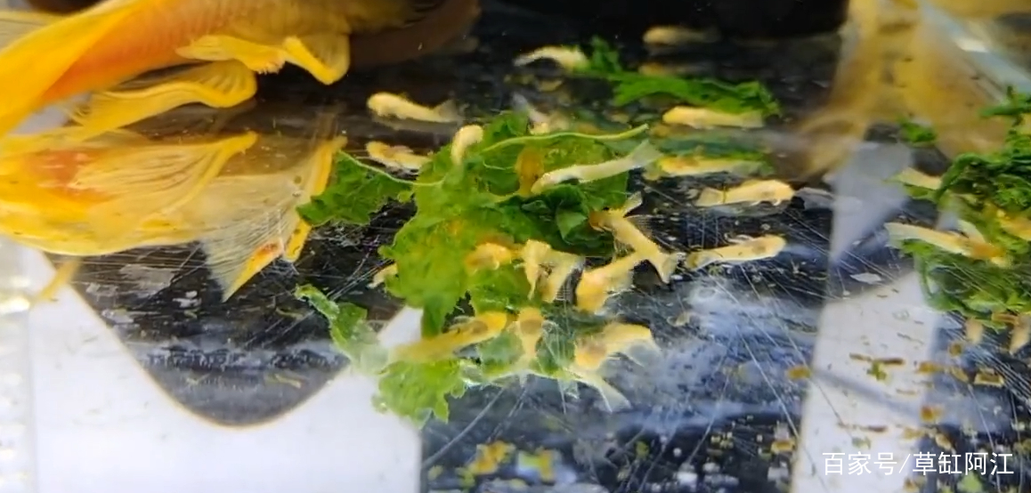 黄金胡子鱼怎么养才能更好的繁殖,黄金胡子鱼怎么养才能养活