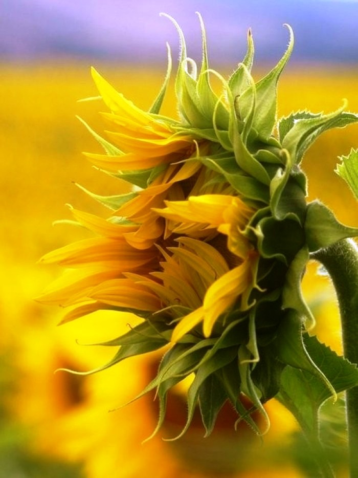 12月20日早安正能量阳光的说说,阳光心态正能量短句子很燃很励志