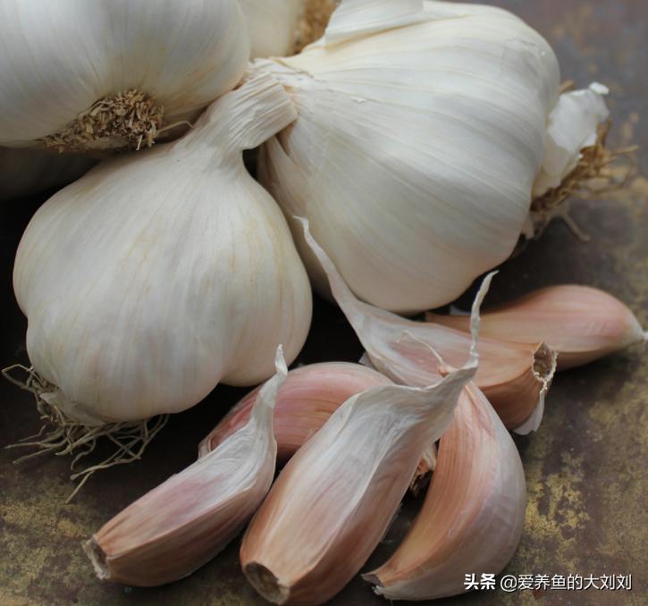 大蒜对锦鲤有什么好处,大蒜多久喂一次锦鲤