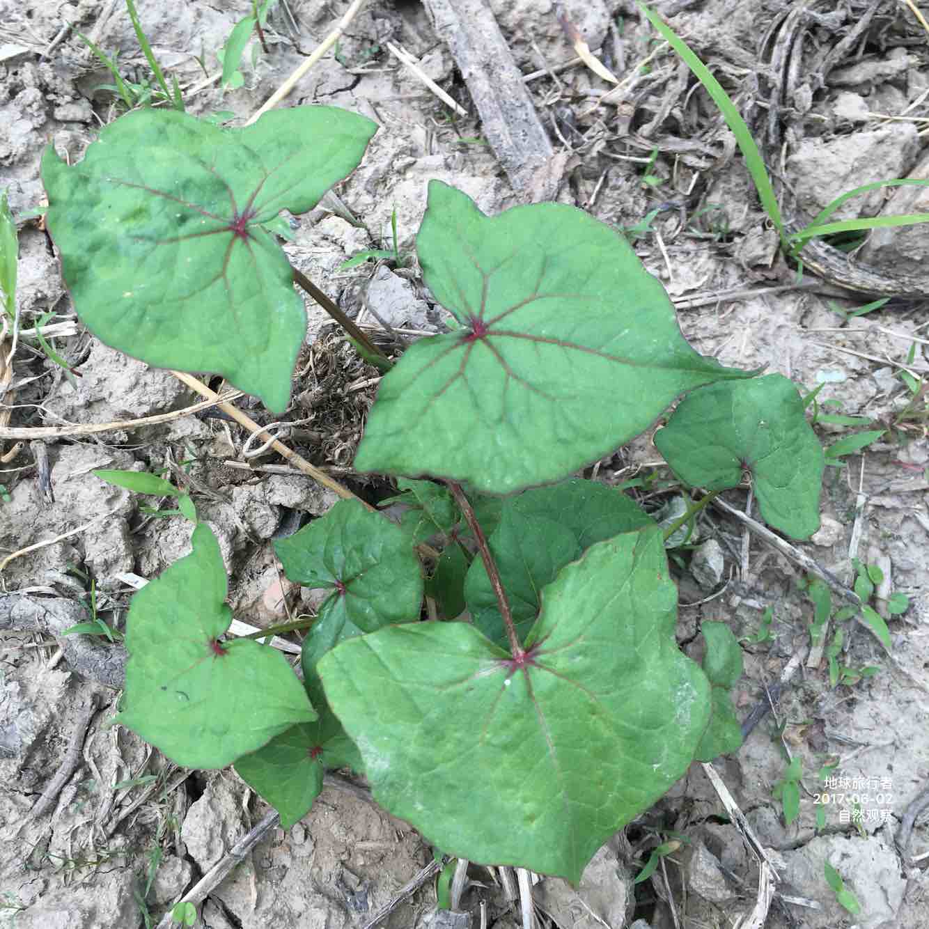 金荞麦四川怎么叫,金荞麦别名是不是土茯苓