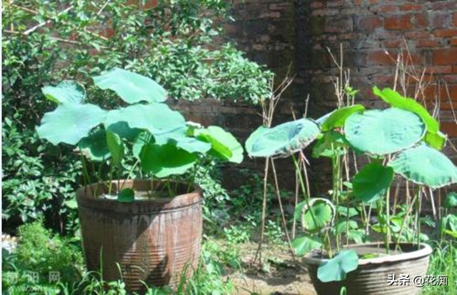 缸里种藕芽也能开花吗,庭院缸种藕的布置